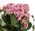 Роза кустовая Pink Irishka